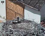 Capi_Dubne_20250813_133004.jpg