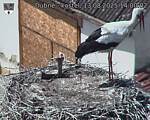Capi_Dubne_20250813_140002.jpg