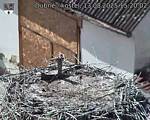 Capi_Dubne_20250813_152002.jpg