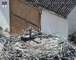 Capi_Dubne_20250813_160002.jpg