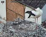 Capi_Dubne_20250813_162003.jpg
