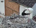 Capi_Dubne_20250813_162503.jpg