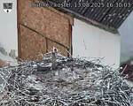 Capi_Dubne_20250813_163003.jpg