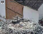 Capi_Dubne_20250813_165003.jpg