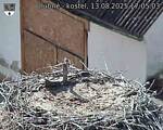 Capi_Dubne_20250813_170503.jpg