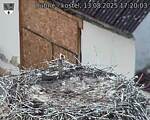 Capi_Dubne_20250813_172003.jpg