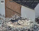 Capi_Dubne_20250813_173003.jpg
