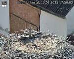 Capi_Dubne_20250813_175003.jpg