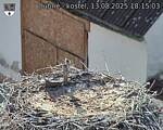 Capi_Dubne_20250813_181503.jpg