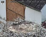 Capi_Dubne_20250813_183503.jpg