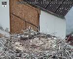 Capi_Dubne_20250813_184503.jpg