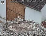 Capi_Dubne_20250813_185503.jpg