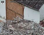 Capi_Dubne_20250813_192003.jpg