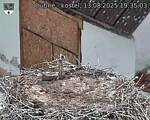 Capi_Dubne_20250813_193503.jpg