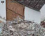 Capi_Dubne_20250813_195503.jpg