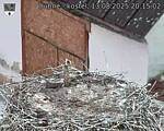Capi_Dubne_20250813_201502.jpg