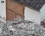 Capi_Dubne_20250813_202003.jpg