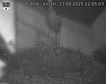 Capi_Dubne_20250813_220503.jpg