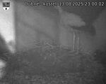 Capi_Dubne_20250813_230002.jpg