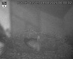 Capi_Dubne_20250814_000003.jpg