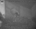Capi_Dubne_20250814_000503.jpg