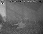 Capi_Dubne_20250814_001503.jpg