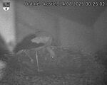 Capi_Dubne_20250814_002503.jpg