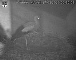 Capi_Dubne_20250814_003002.jpg