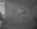 Capi_Dubne_20250814_010502.jpg