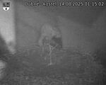 Capi_Dubne_20250814_011502.jpg