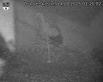 Capi_Dubne_20250814_012002.jpg