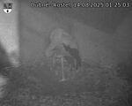 Capi_Dubne_20250814_012503.jpg