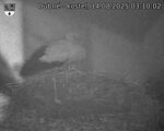 Capi_Dubne_20250814_031002.jpg