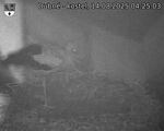 Capi_Dubne_20250814_042503.jpg