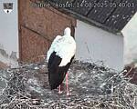 Capi_Dubne_20250814_054003.jpg