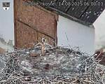 Capi_Dubne_20250814_060004.jpg