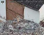 Capi_Dubne_20250814_061003.jpg