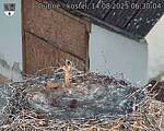 Capi_Dubne_20250814_063004.jpg