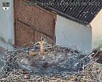 Capi_Dubne_20250814_064002.jpg