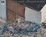 Capi_Dubne_20250814_064503.jpg