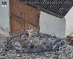 Capi_Dubne_20250814_072503.jpg