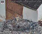 Capi_Dubne_20250814_073504.jpg