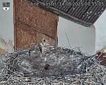 Capi_Dubne_20250814_075505.jpg