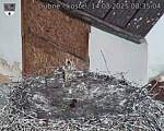 Capi_Dubne_20250814_083504.jpg