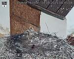 Capi_Dubne_20250814_084504.jpg