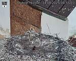 Capi_Dubne_20250814_085503.jpg