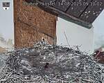 Capi_Dubne_20250814_091002.jpg