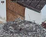 Capi_Dubne_20250814_091504.jpg