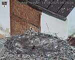 Capi_Dubne_20250814_092004.jpg