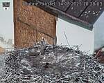 Capi_Dubne_20250814_102003.jpg